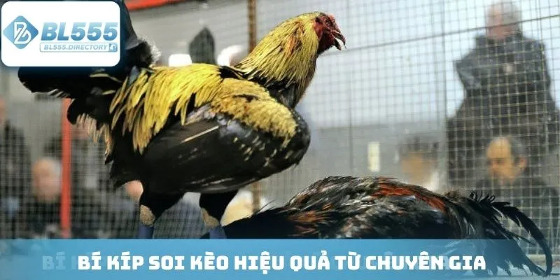 Kinh nghiệm đặt cược hiệu quả