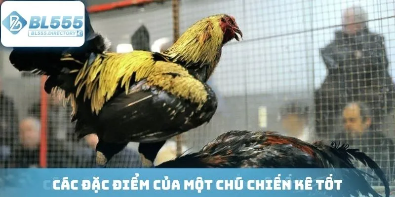 Kinh nghiệm phân tích chiến kê