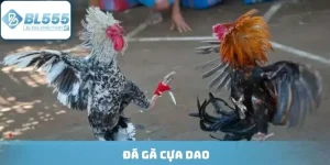 Đá Gà Cựa Dao - Đấu Trường Kịch Tính, Tỷ Lệ Thường Cực Cao