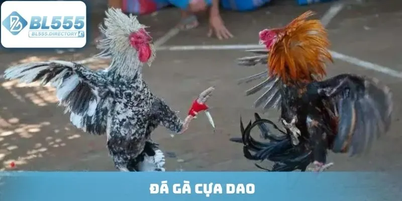 Đá Gà Cựa Dao - Đấu Trường Kịch Tính, Tỷ Lệ Thường Cực Cao