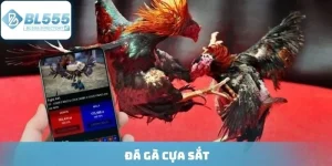 Đá Gà Cựa Sắt - Sân Chơi Cá Độ Uy Tín, Kèo Cược Hấp Dẫn