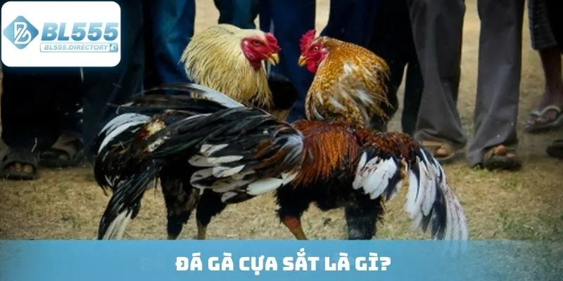 Giới thiệu tổng quan về loại hình cá cược đá gà đang được ưa chuộng