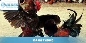Đá Gà Thomo - Cá Cược Đỉnh Cao Từ Những Cú Đá Của Chiến Kê