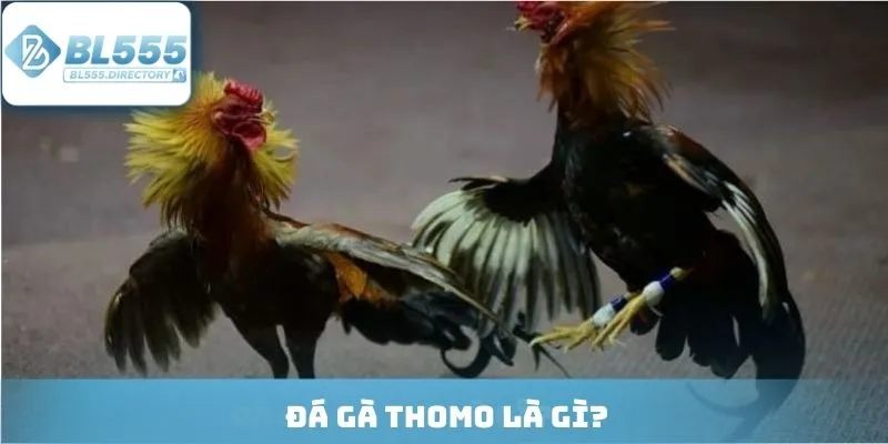 Đá gà Thomo là gì?