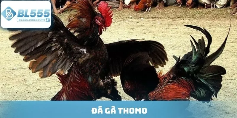 Đá Gà Thomo - Cá Cược Đỉnh Cao Từ Những Cú Đá Của Chiến Kê