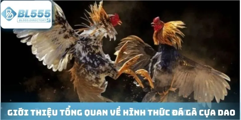 Đôi nét về bộ môn đá gà mang tính kịch tính cao