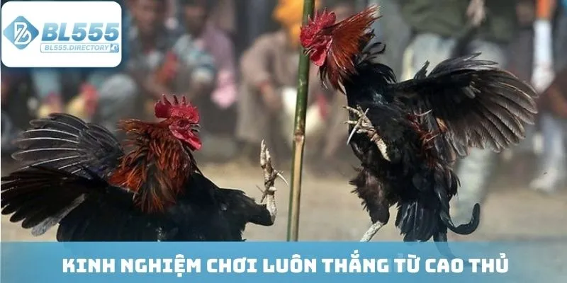 Bí quyết đặt cược gà giúp nâng cao tỷ lệ thắng