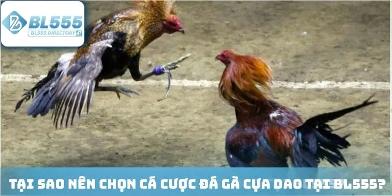 Nền tảng mang đến cho sư kê nhiều ưu điểm vượt trội